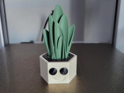 Dorothy The Dracaena (no AMS)