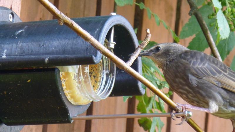 Peanut Butter Garden Bird Feeder