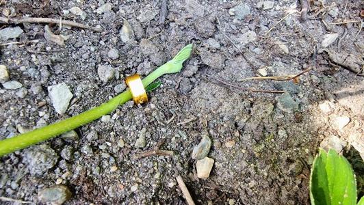 Strawberry runner pincher