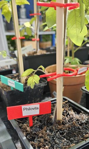 Pflanzen Tafel/Schild  -  plant panel sign