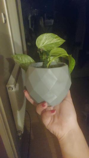 Plant pots and dish