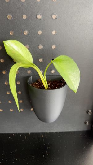Pegboard Planter