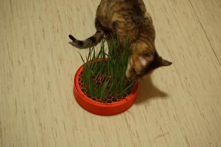 Cat Grass planter