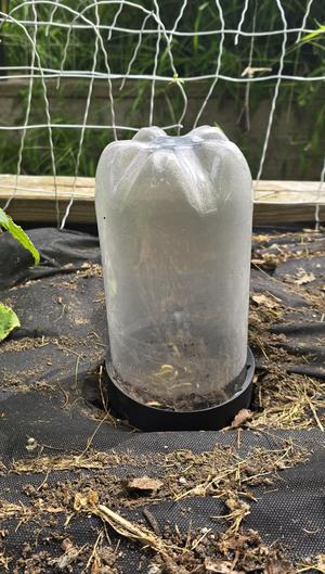 2 Liter Greenhouse