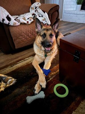 TPU Dog Bone Chew Toy