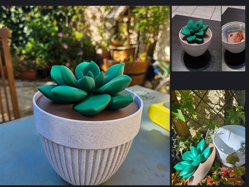 succulent secret box 