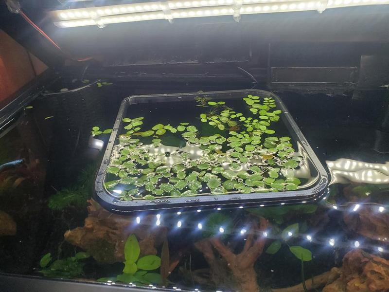 Duckweed Floating Plant Wrangler