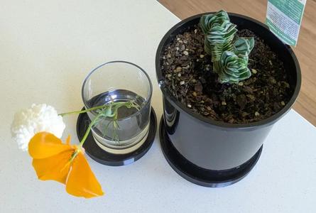 Parametric Plant Pot Base   