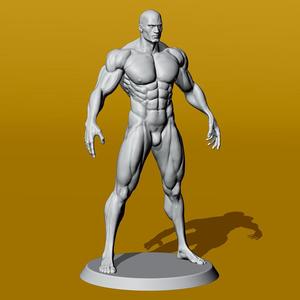Muscular Male Anatomy