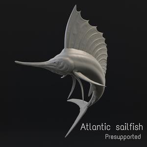 Atlantic sailfish
