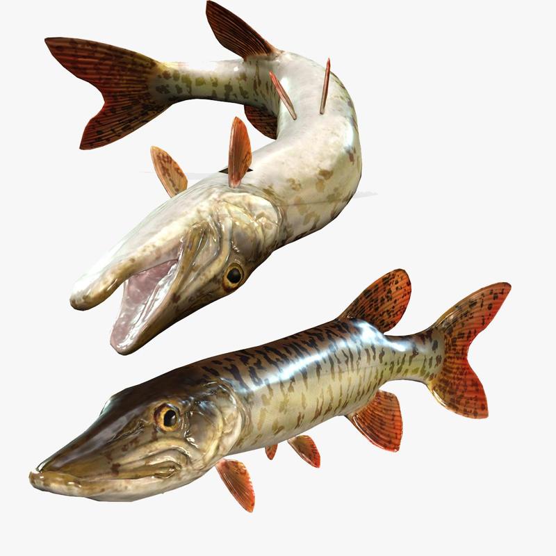 Download Muskellunge Fish River water Rigged game ready 3D Model ANIMATED PRINTABLE