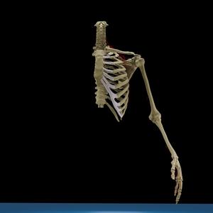 Anatomical Human Skeleton Torso with Arm – Educational 3D Model