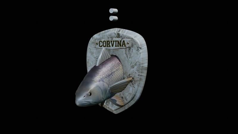 fish head trophy corvina / cilus gilberti close mouth statue detailed texture for 3d printing