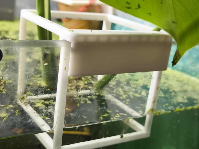 Aquarium plant holder 