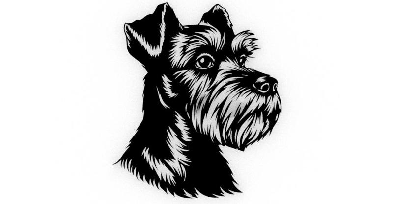 schnauzer