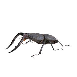 Sawtooth Stag Beetle BEETLE Blaps Mortisaga AMPHIBIAN BEETLE INSECT BUG ANT ANIMAL ANATOMY 3D MODEL