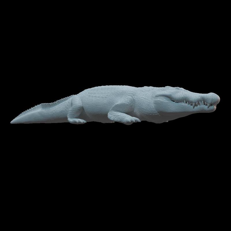 crocodile