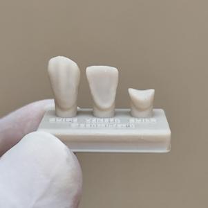 Lower Canine teeth for training 33