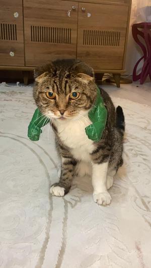Cat Muscle ARM - V1