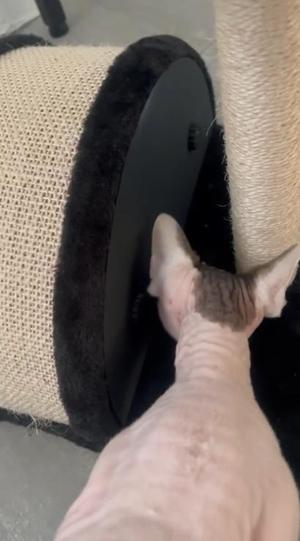automatic scratch cat feeder - arduino