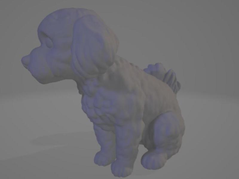 maltese dog