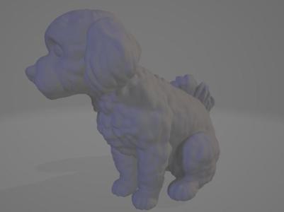 maltese dog