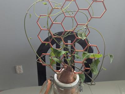 Hydroponic plant support