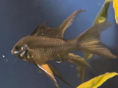 ramirezi