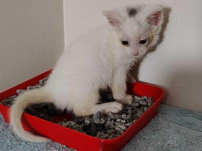 Shallow Kitty Litter Box Tray for Kittens