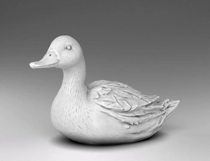 wild duck