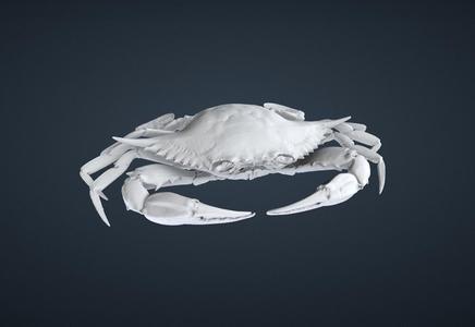 Ultra Realistic Blue Crab – Rare Collectible 3D Model
