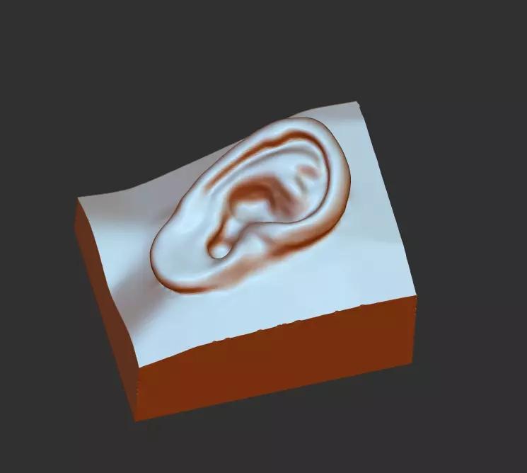 Download 3D picture of ear  3D model picture of ear download
