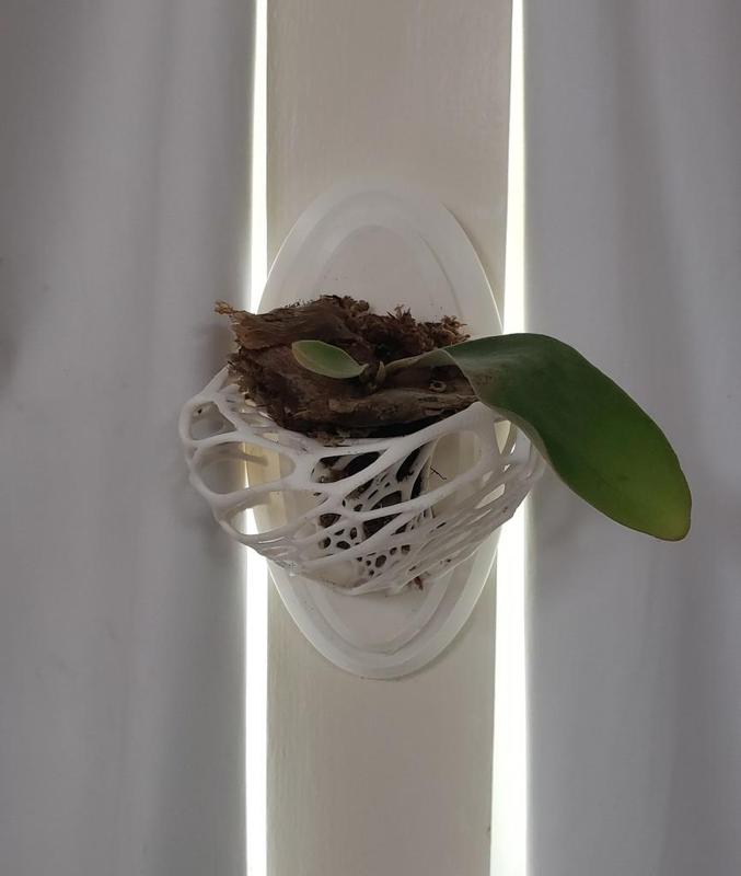 Small Orchid or Platycerium Wall Mount