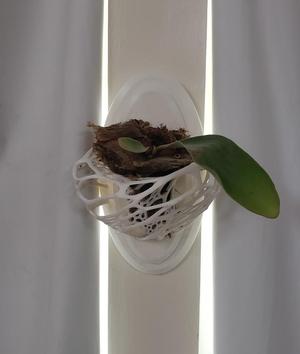 Small Orchid or Platycerium Wall Mount