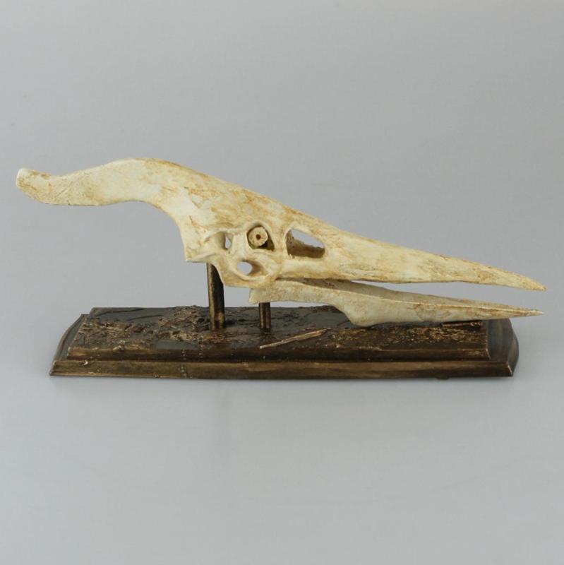 Pteranodon Skull