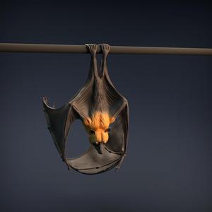 Flying Fox - Fruit Bat
