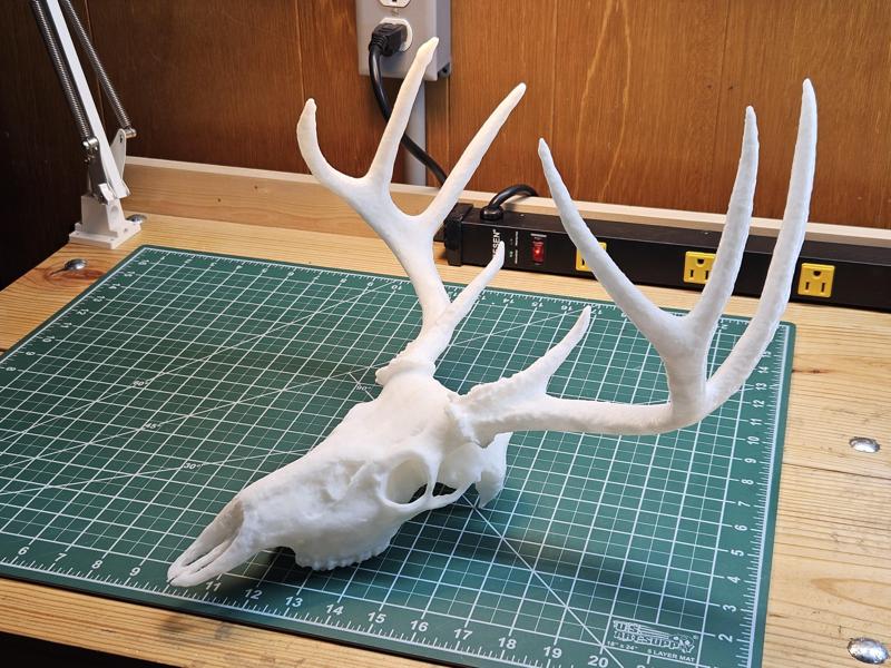 White-tailed Deer Skull