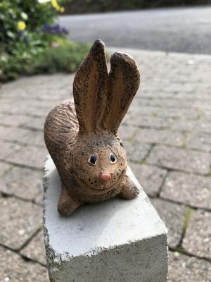 Langohrhase