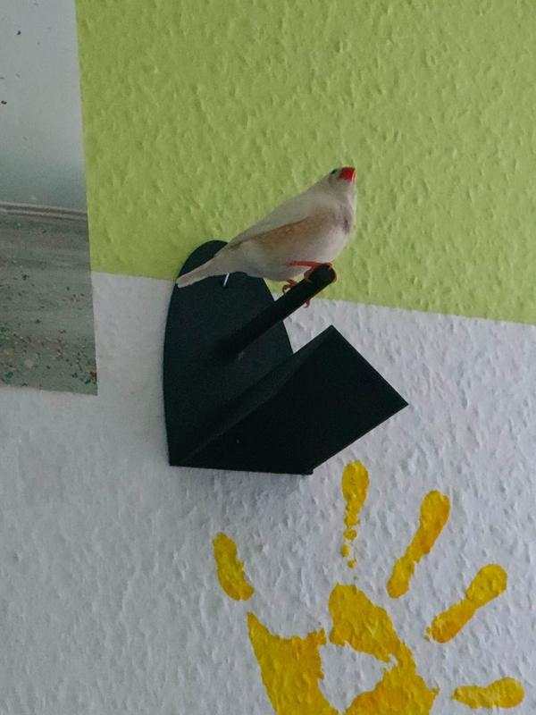 Perch for small birds like finches. Perch for wall mounting
