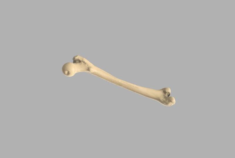 GIAA Bibliothèque Anatomique (Anatomic Library) - Fémur