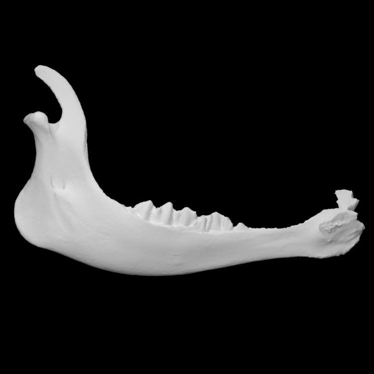 Half of a calf mandible