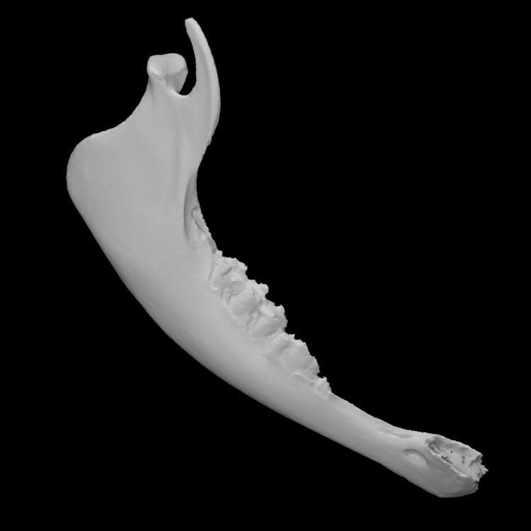 Calf Mandible Right