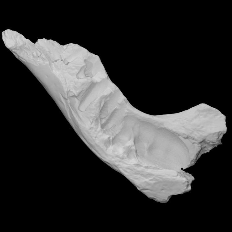 Mastodon Mandible