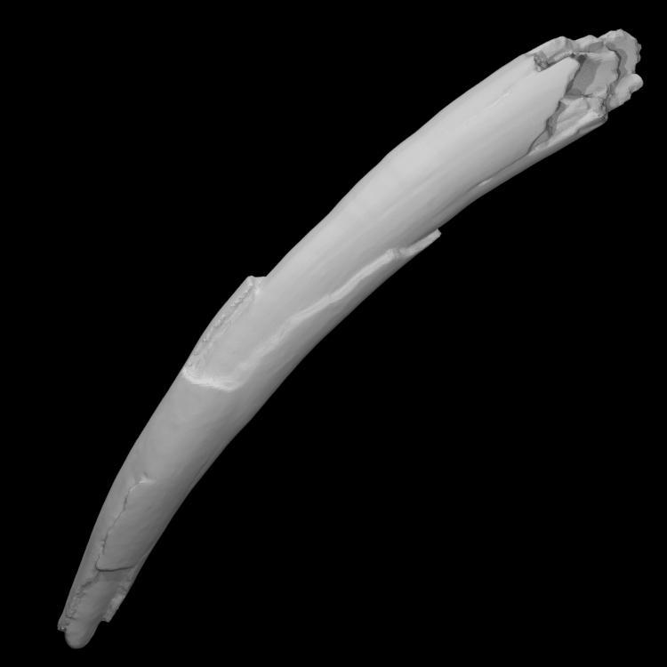 Ice Age Proboscidean Tusk