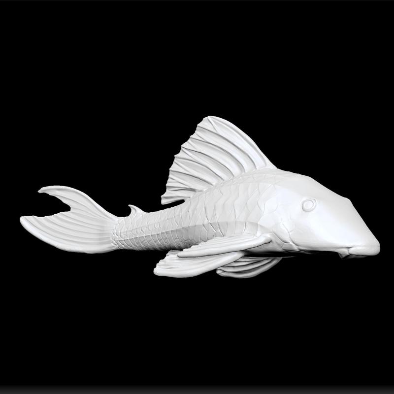 Suckermouth catfish - hypostomus coroncoro