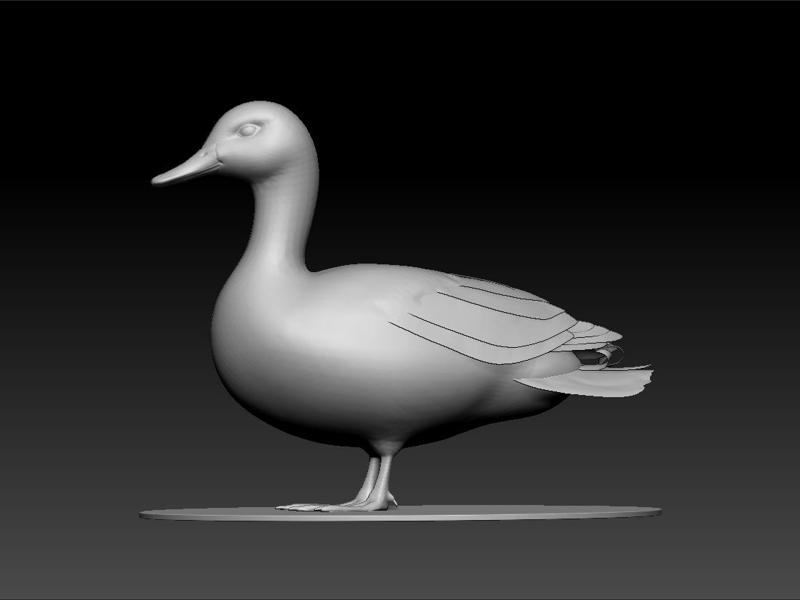 Duck