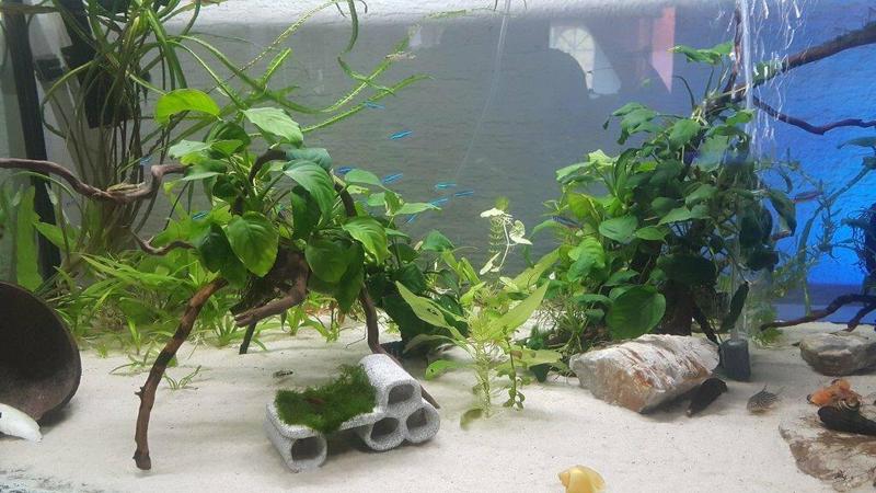 Shelter Home Cave for Fish Shrimp CPO & Moss Cultivation