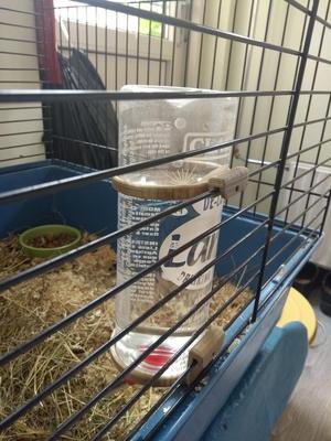 Bottle holder Guinea pig cavia for 600ml bottle