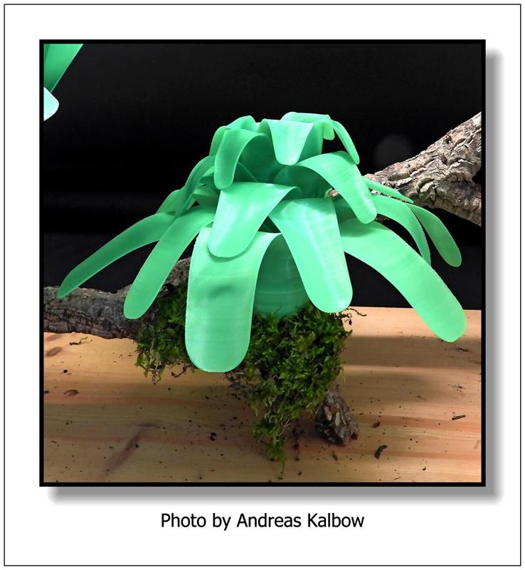 Superbromelie-170-2024