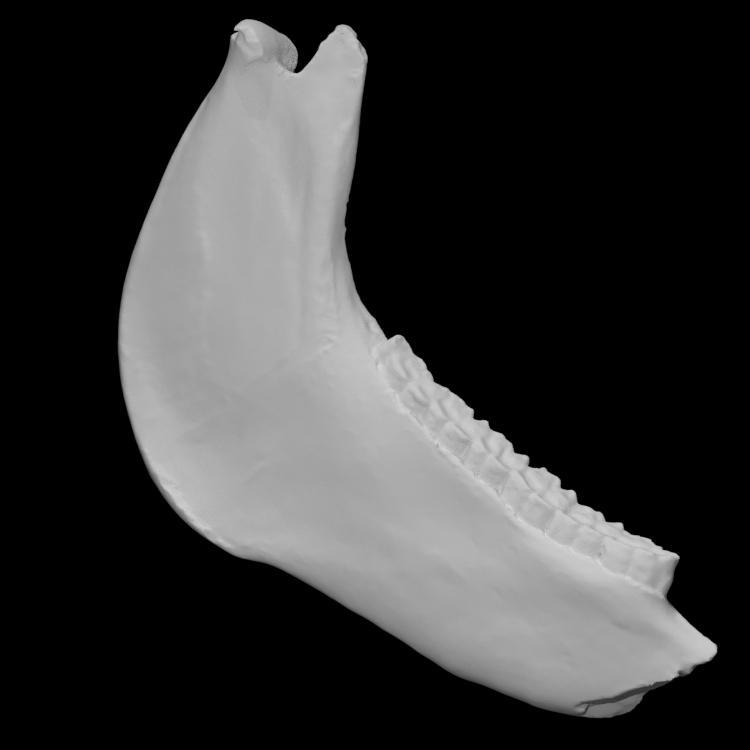 Equus Lambei Jaw